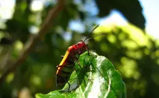 Insectos colombianos