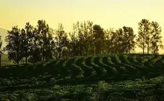 Colombian coffee landscape at sunset