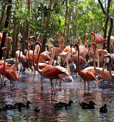 Santuario para las aves en Colombia