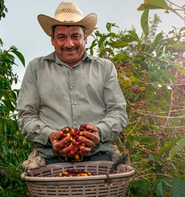 A Coffee picker selects only the best beans. Discover why Colombian Coffee is the greatest in the world Colombia Country Brand