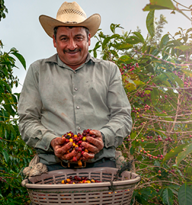 A Coffee picker selects only the best beans. Discover why Colombian Coffee is the greatest in the world Colombia Country Brand