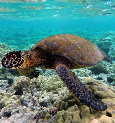 Turtle in a colombian coral|Fish|Turtle|Dolphins|Colombian Coral|Coral|Crab|Coral|Colombian Coral