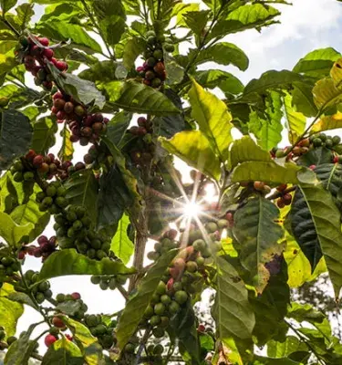 Five new eco friendly products made in Colombia 