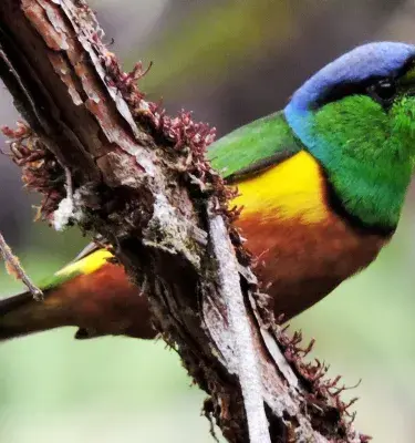 Ave multicolor posada en rama en bosque colombiano