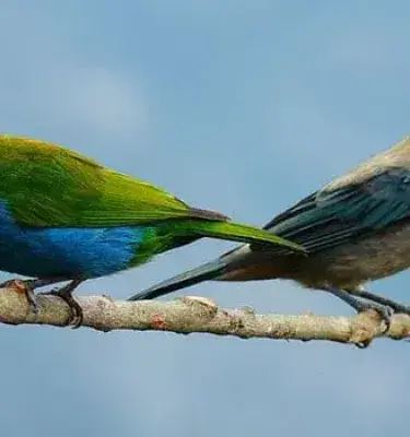 pajaros en colombia