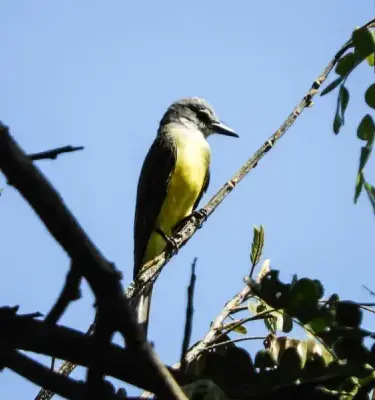 Avistamiento de aves en Colombia: guía para vivir el aviturismo