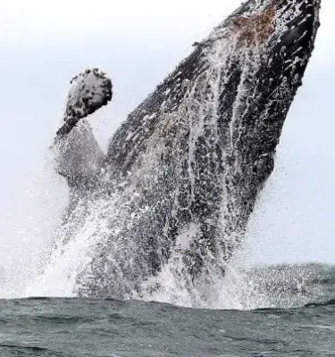 Humpback whale emerging from the water