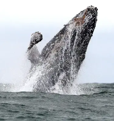 Ballena jorobada emergiendo del agua durante su salto en el océano Pacífico colombiano