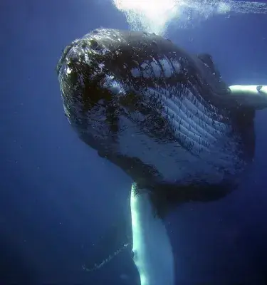 Ballena jorobada nadando bajo el agua en el océano
