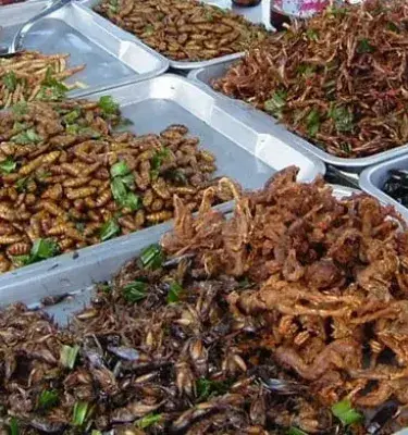 Assorted trays of fried edible insects for sale at a market