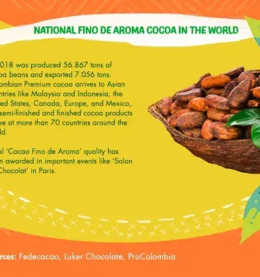  Infographic of fine aroma cocoa, showing beans in a basket and text about its production and export.