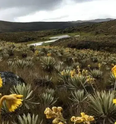 Paisaje de páramo en Colombia con frailejones y flores amarillas bajo un cielo nublado