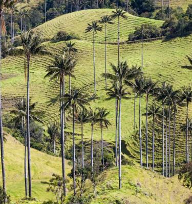 Bosque Palma de Cera Samaria, Caldas