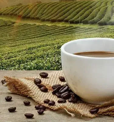 Coffee cup and beans on a wooden table with plantations in the background.