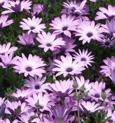 Field of lilac Cape daisies.Three red ginger flowers torch ginger in green foliage.