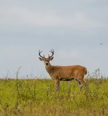 Ciervo de los pantanos macho en un campo.