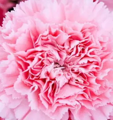 Clavel rosado en primer plano con pétalos rizados
