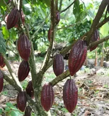 Cultivo de cacao en Colombia con frutos maduros en el árbol