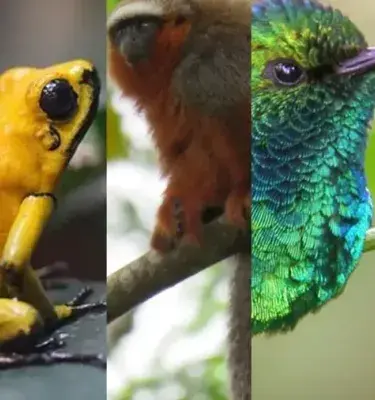 Descubre la fauna de Colombia y su riqueza natural