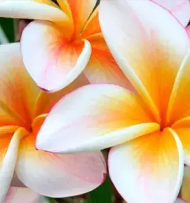Flores de plumeria (frangipani) blancas con centros de color rosa y amarillo.