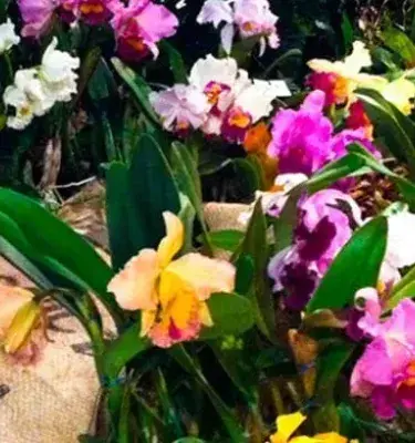 Exposición de orquídeas de colores junto a costales de café colombiano