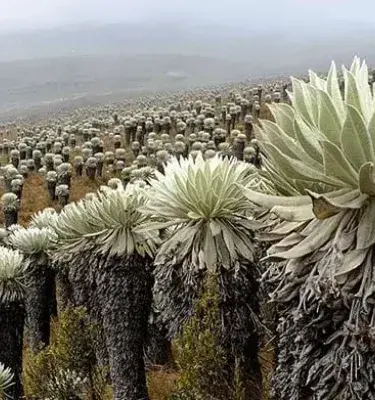 Extensive field of frailejones in the Colombian páramo under fog.