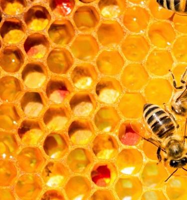 Las abejas, reinas de la biodiversidad colombiana 
