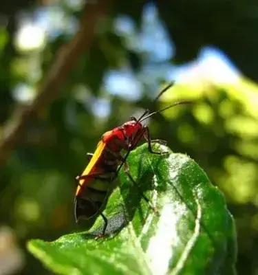 Colombian Insects