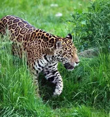 Jaguar con piel manchada caminando entre hierba alta y rocas.