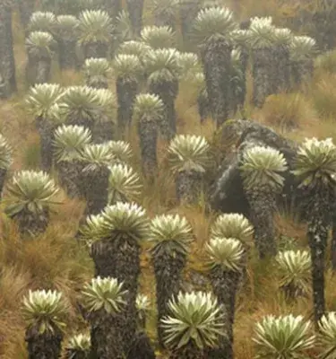 Páramo de Ocetá, Colombia