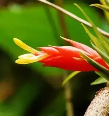Orquídea silvestre de pétalos rojos y amarillos en entorno natural colombiano