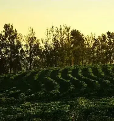 Colombian coffee landscape at sunset