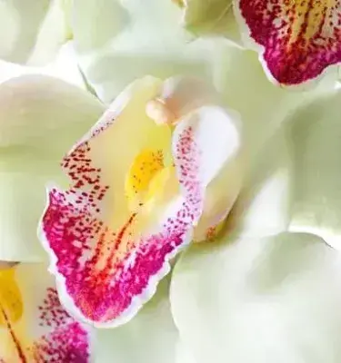 Orquídea blanca con centro rosado y amarillo en primer plano