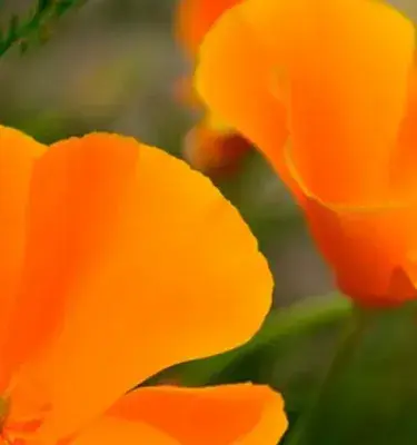 Close-up of two large flowers with bright orange petals.