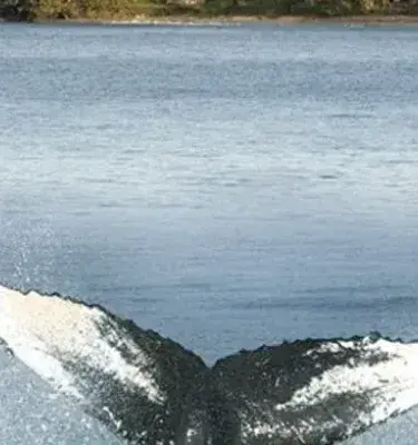 Humpback whale tail breaching the water in the Colombian Pacific.