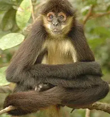 Spider Monkey