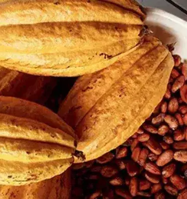 Primer plano de tres mazorcas de cacao colombiano enteras junto a una pila de granos secos.