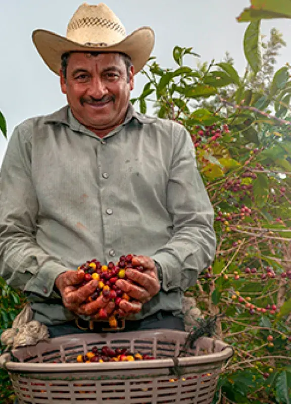 A Coffee picker selects only the best beans. Discover why Colombian Coffee is the greatest in the world Colombia Country Brand