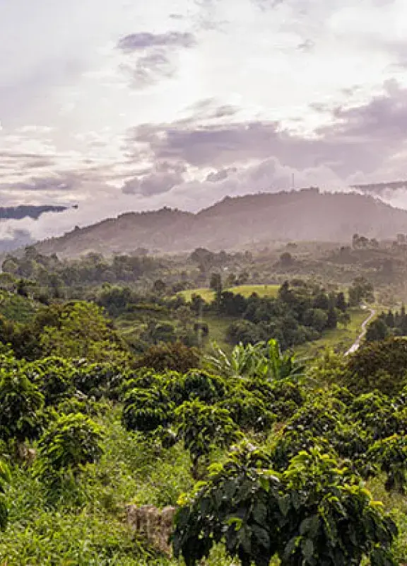 Coffee crops of Huila, Colombia|Coffee harvesting across Huila crops|Coffee-drying process|Coffee serving