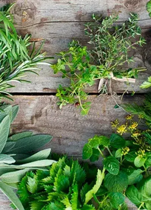 Hierbas aromáticas de Colombia