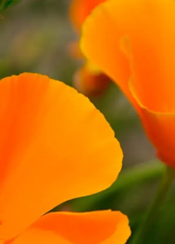 Colombian Flowers