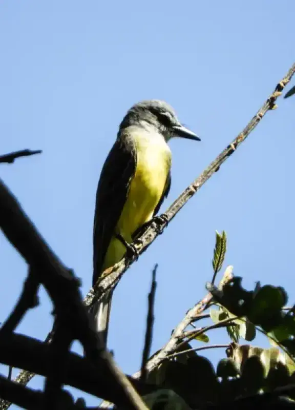 Avistamiento de aves en Colombia: guía para vivir el aviturismo