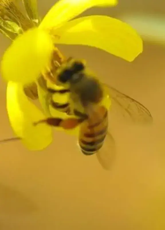 Abejas posándose en una planta