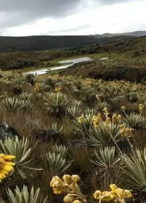 Paisaje de páramo en Colombia con frailejones y flores amarillas bajo un cielo nublado