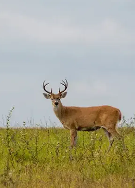 Ciervo de los pantanos macho en un campo.