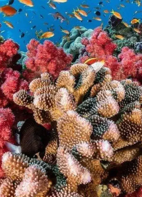 Especies submarinas y corales Especies submarinas y corales