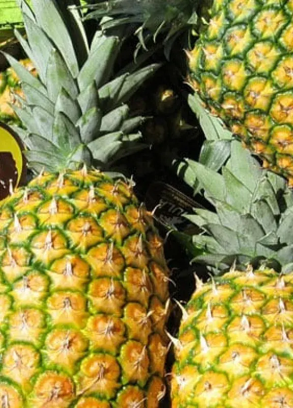 piña-frutas-de-exportacion-Colombia
