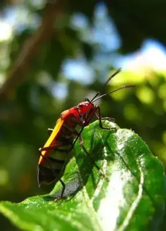 Insectos colombianos
