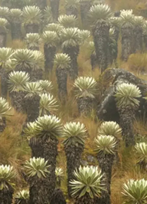Páramo de Ocetá, Colombia