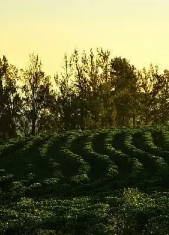 Colombian coffee landscape at sunset
